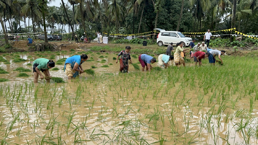 Paddy transplantation